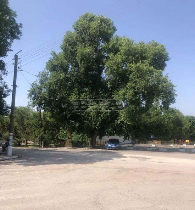 Вековен полски бряст в село Ковачево е обявен за защитено дърво