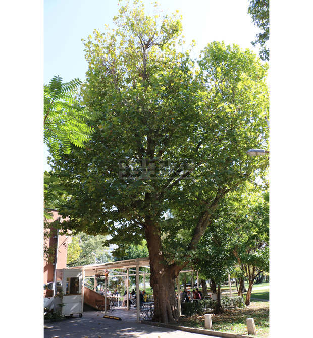 Три вековни дървета в София са обявени за защитени