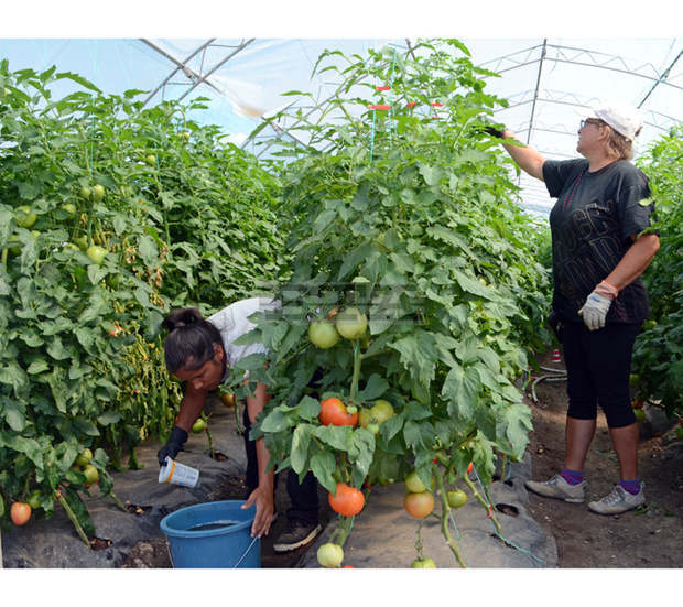 "Чудната градина" в Добрич отглежда домати рекордьори и подготвя разсад за есенното зеле