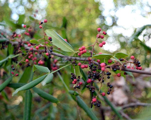 Лековитият храст Зантоксилум краси пейзажа в Университетската ботаническа градина в Балчик