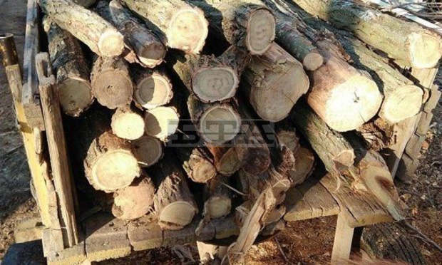 След съвместни проверки е конфискувана незаконно добита дървесина в Омуртагско След съвместни проверки е конфискувана незаконно добита дървесина в Омуртагско