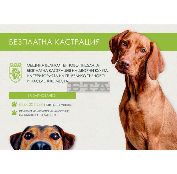 Безплатна кастрация на домашни и дворни кучета предлага общинският приют за животни във Велико Търново
