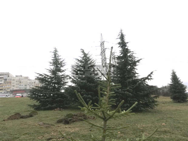 Казанлъшките медици садят Коледна гора