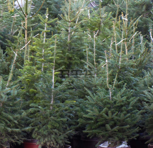 Търсенето на родопски елхи за празниците се възстановява след отлива заради пандемията през минала година