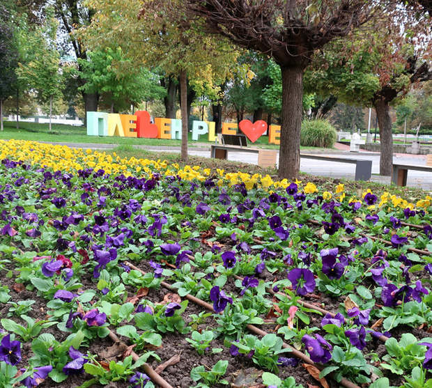 Цветни килими от хиляди теменужки красят тази есен центъра на Плевен