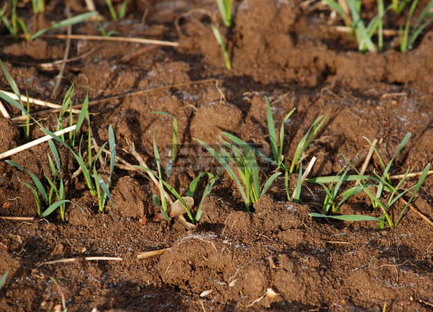 Заради зимното засушаване и по-топлото време пшеничени полета в Добричка област започват да пожълтяват
