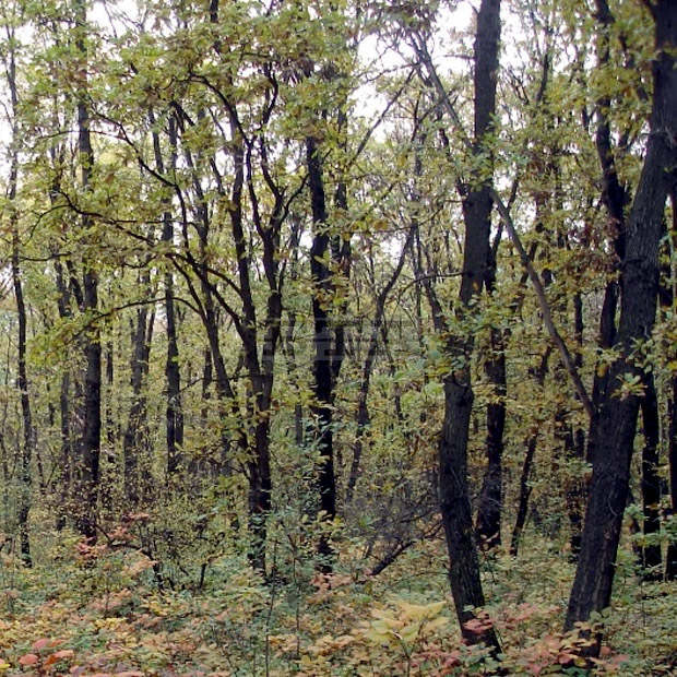 Млада гора от цер израства край Добрич Млада гора от цер израства край Добрич