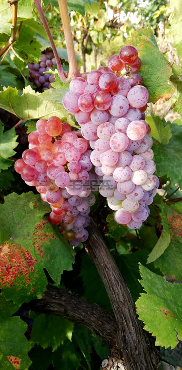 Празник на гроздето ще представи ползите от консумацията му в търговищкото село Ловец