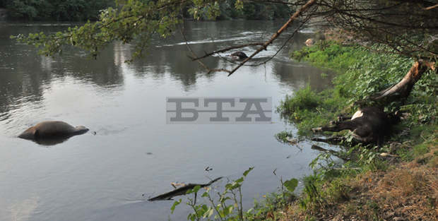 След водопой от река Марица до Димитровград 28 крави на частен фермер са измрели