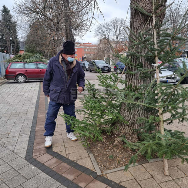 Между 15 и 30 лева е цената на живите коледни дръвчета в Разград