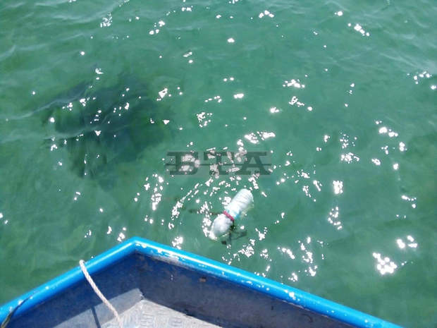 Служители на ИАРА върнаха в морето около 17 килограма незаконен улов на рапани и миди