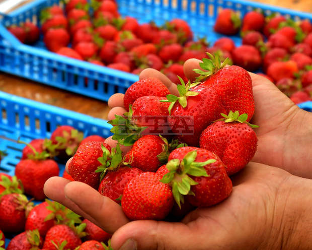 По-ниски добиви от ягоди отчитат стопаните от Търговищко