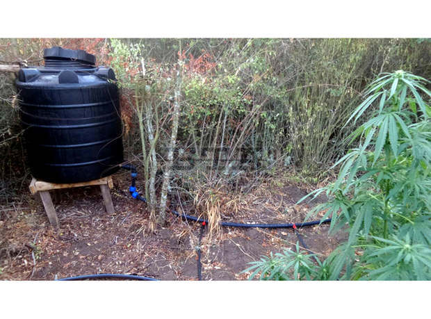 Мъж е задържан за отглеждане на канабис в Свиленградско