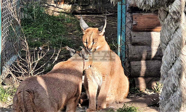 Каракалите Цезар и Клеопатра, обитатели на зоопарка в Бургас, се събраха заедно за първи път Каракалите Цезар и Клеопатра, обитатели на зоопарка в Бургас, се събраха заедно за първи път