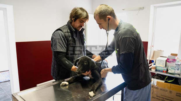 Кампания за кастрация на безстопанствени кучета започна в Благоевград