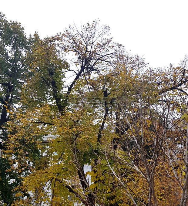 Община Асеновград започва кастрене на дърветата по най-големия булевард "България"