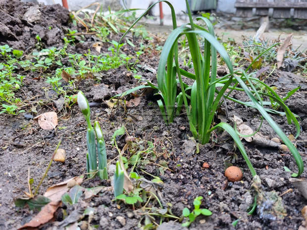 Първите кокичета цъфнаха в Търговищко