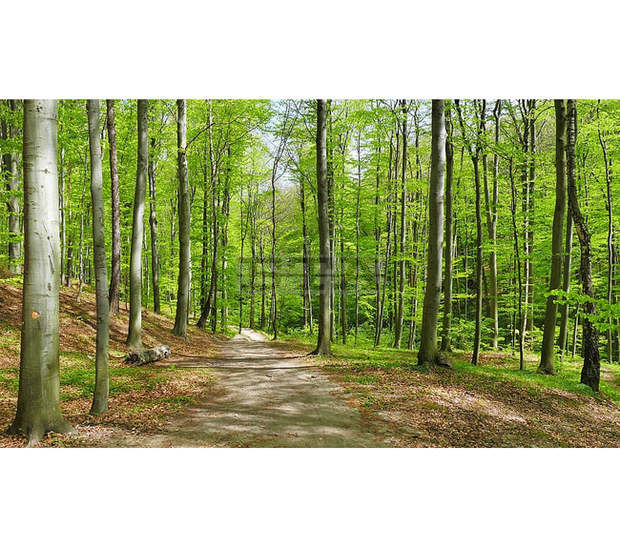 Четири нови противопожарни кули функционират на територията на РДГ Берковица