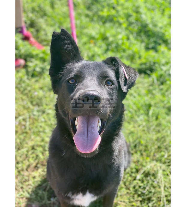 От началото на октомври в столицата са проверени над 120 стопани на домашни животни