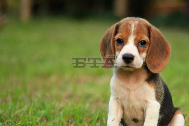 Има ръст на осиновените кучета в София в последните години