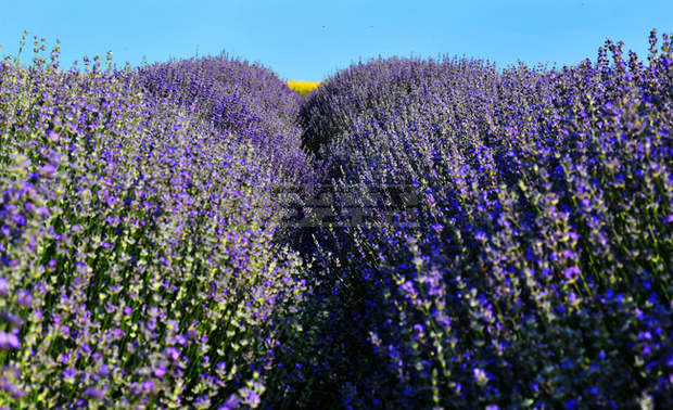 Земеделските стопани в Добричка област прибират реколтата от лавандула при среден добив 445 килограма