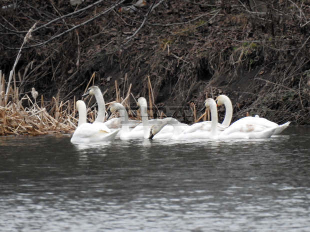 Ято лебеди радват жителите на кубратското село Звънарци