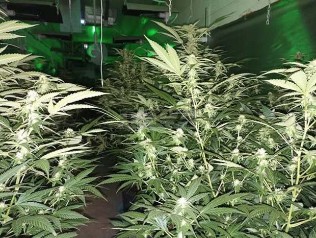 Наркооранжерия е разкрита в шуменското село Златна нива при специализирана полицейска операция