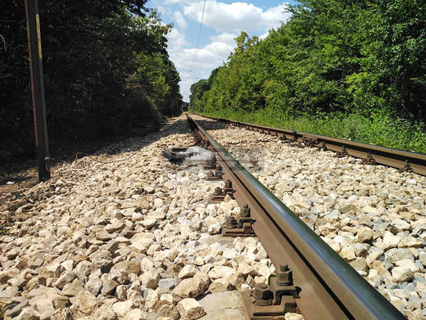 Откриха загинали щъркели в Разградско