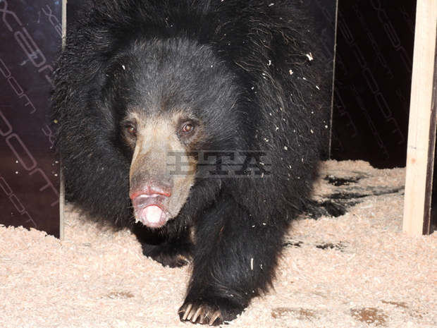 Най-новият обитател на столичния зоопарк бърнестата мечка Шрея с удоволствие похапва домати и краставици
