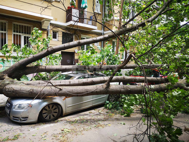 Дърво падна на ул. "Хан Крум" в столицата и затисна паркирали автомобили Дърво падна на ул. "Хан Крум" в столицата и затисна паркирали автомобили