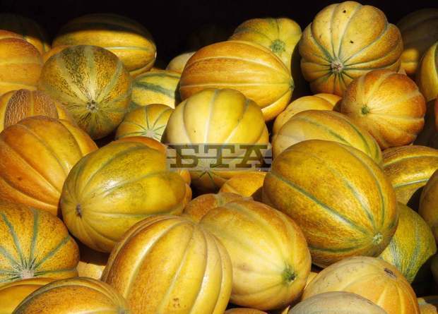 В крайморското село Българево отново ще претеглят най-тежкия пъпеш на лятото