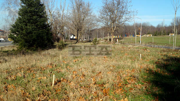 Обособени са места за засаждане на коледни елхи в Търговище