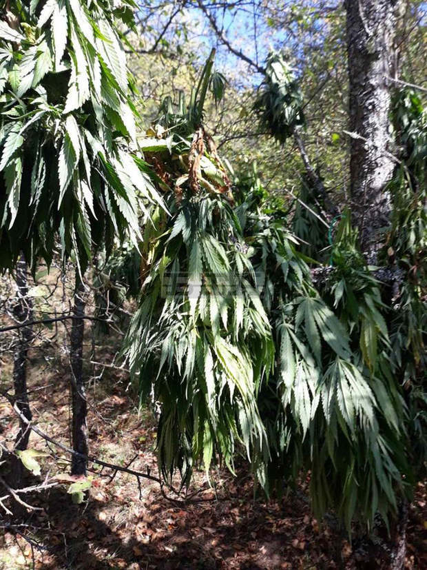 Мащабна специализирана полицейска операция за противодействие на производството и разпространението на наркотици в Пазарджик