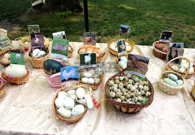 Празникът на яйцето в град Павликени няма да се състои през 2020 г.