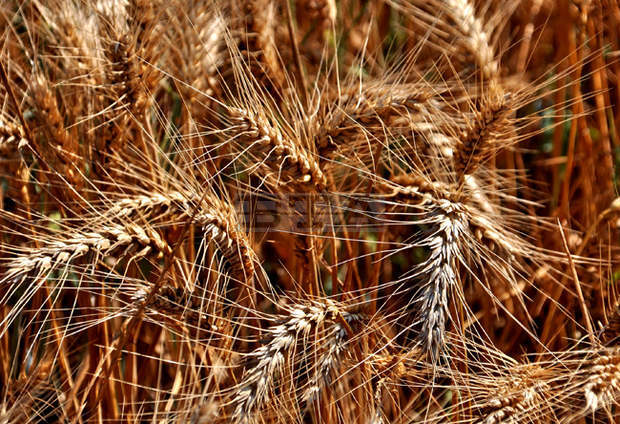 Масивите с пшеница в Добричка област за новата стопанска година вече достигат 313 000 декара