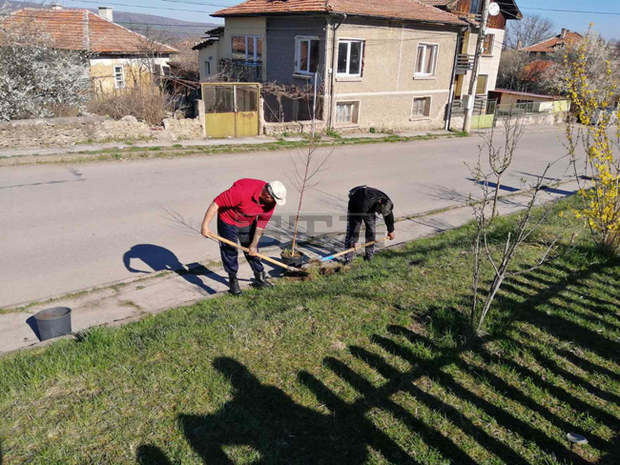 Засаждат се дръвчета и се чистят улиците в Радомир Засаждат се дръвчета и се чистят улиците в Радомир