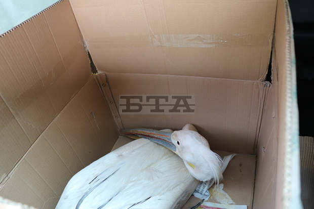 Проверяват се обстоятелствата около смъртта на два пеликана в дуловското село Водно Проверяват се обстоятелствата около смъртта на два пеликана в дуловското село Водно