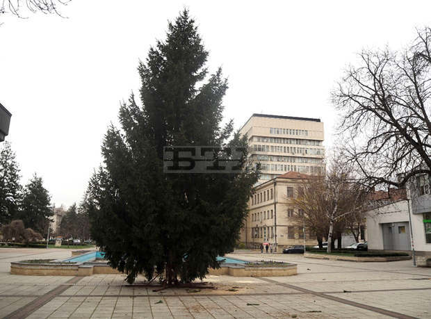 Светлините на коледната елха в Разград ще грейнат празнично на 6 декември