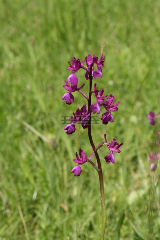 Предстои обявяването на нова защитена местност край крумовградското село Морянци