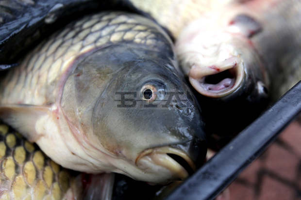 Съвместни проверки засилват контрола по търговските обекти, предлагащи риба за предстоящия Никулден