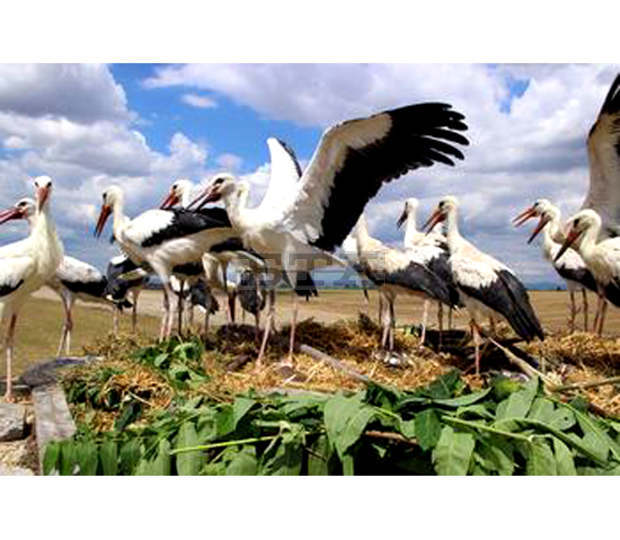 Спасителният център за диви животни освободи 20 бели щъркела днес край старозагорското село Опан