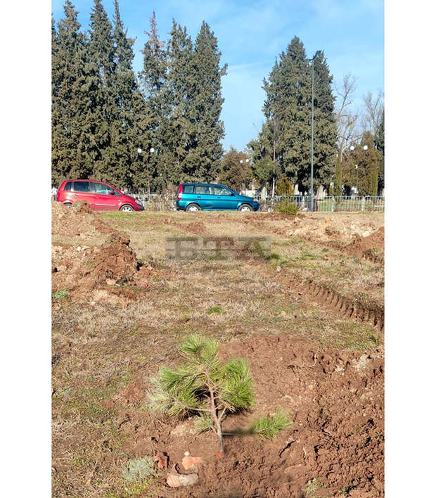 Старозагорци започнаха засаждането на живи коледни дръвчета в парк "Артилерийски"