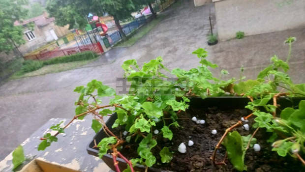 Градушка падна в Търговищко и в Омуртажко Градушка падна в Търговищко и в Омуртажко