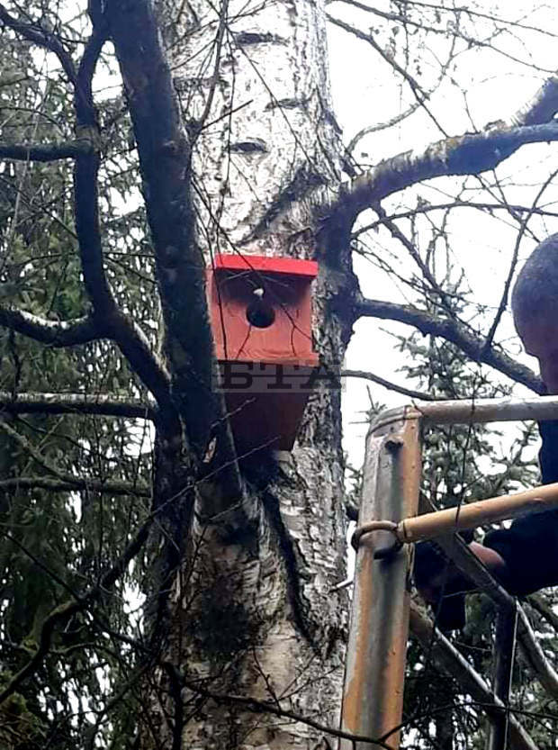 Седемдесет къщички за птици ще бъдат монтирани в Котленско