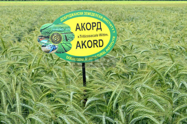 В Добруджа се възвръща  интересът към тритикалето - култура за хляб,  биогаз и силаж