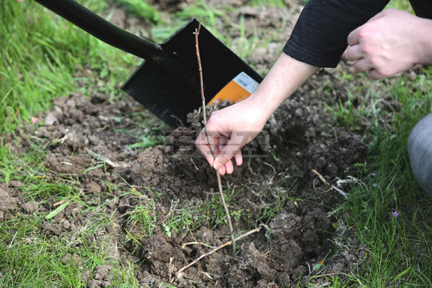 Етническите общности в Пловдив създадоха Градина на толерантността в район "Северен"