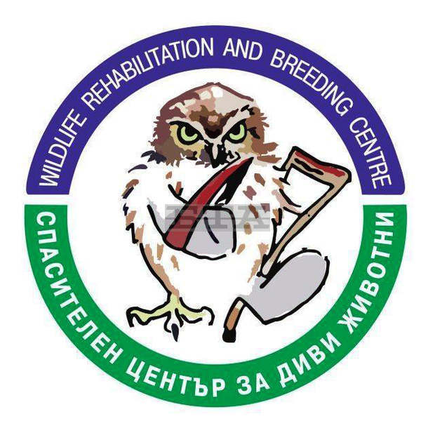 Бедстващ ястреб е спасен в Пловдивско; изпратен е за лечение