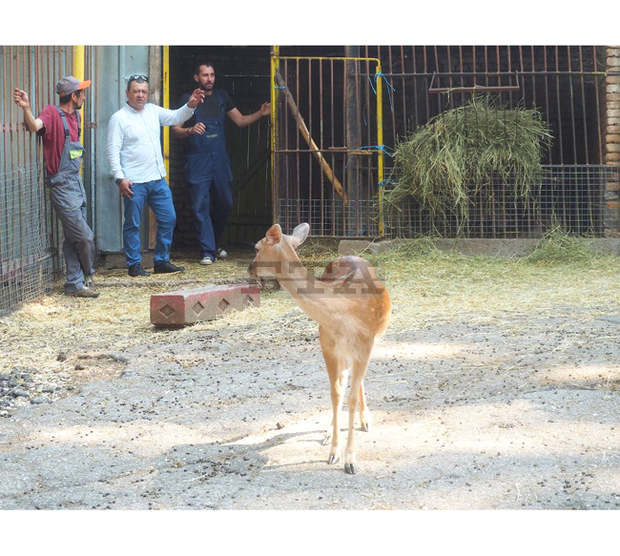 Зоокътът в Разград получи лиценз за следващите пет години