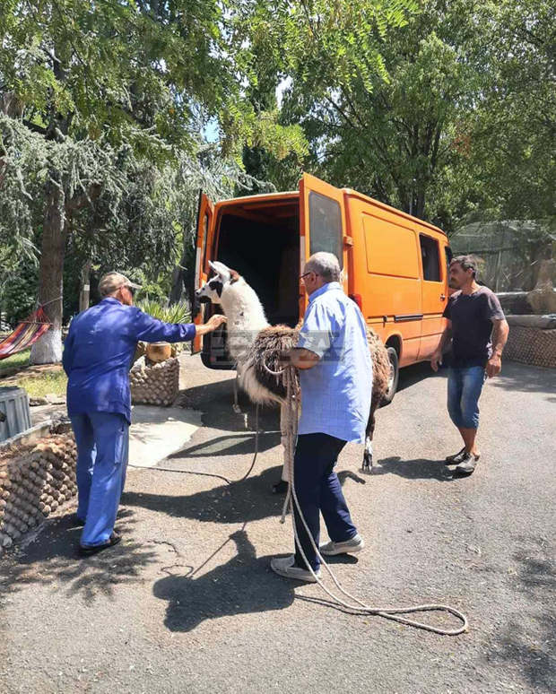 Нови животни населиха зоопарка в Хасково