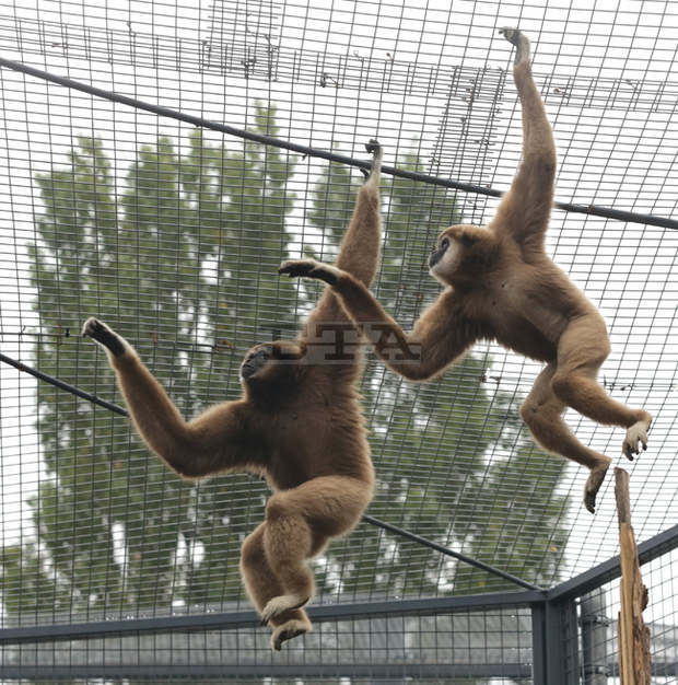 Близо 12 000 души са посетили Зоологическата градина в София в почивните дни